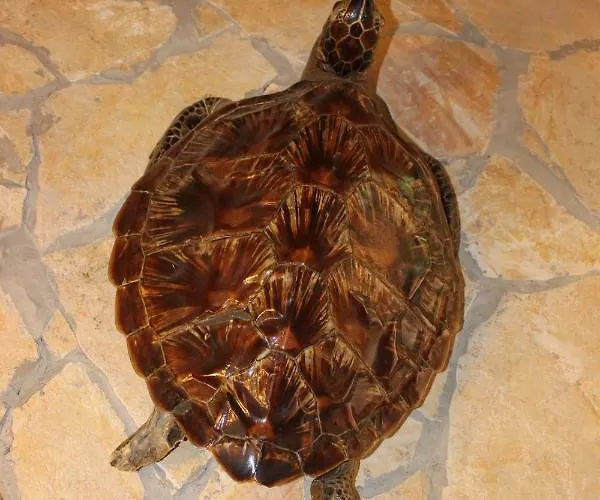 Lejlighed Lucky With Jacuzzi Trogir